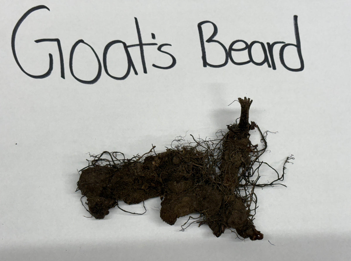 Dark brown tangled goats beard root system label