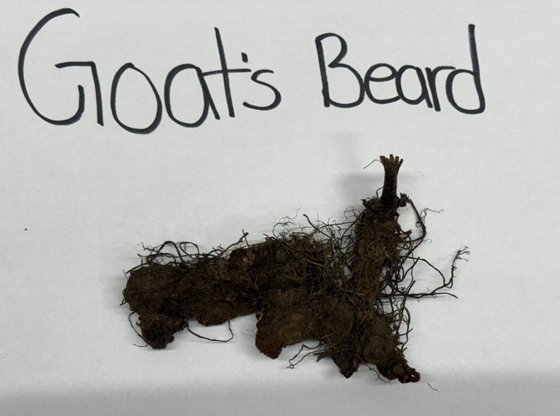 Dark brown tangled goats beard root system label