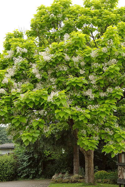 Catalpa Tree