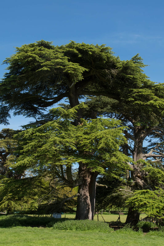 Cedar Tree - TN Nursery