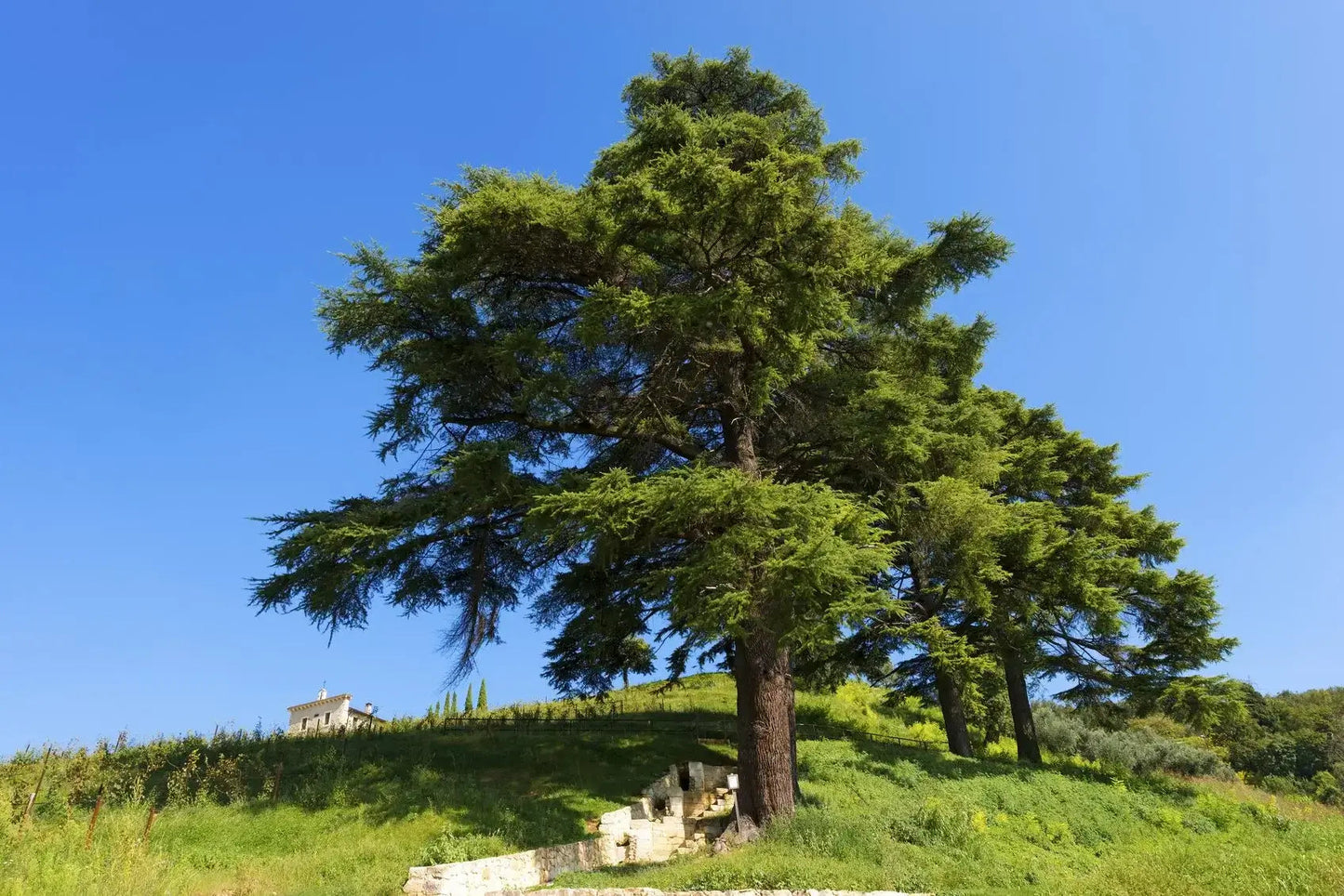 Cedar Tree - TN Nursery