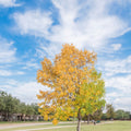 Elm Tree - TN Nursery