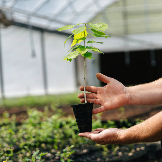 Chestnut Oak Seedlings - Clearance - TN Nursery