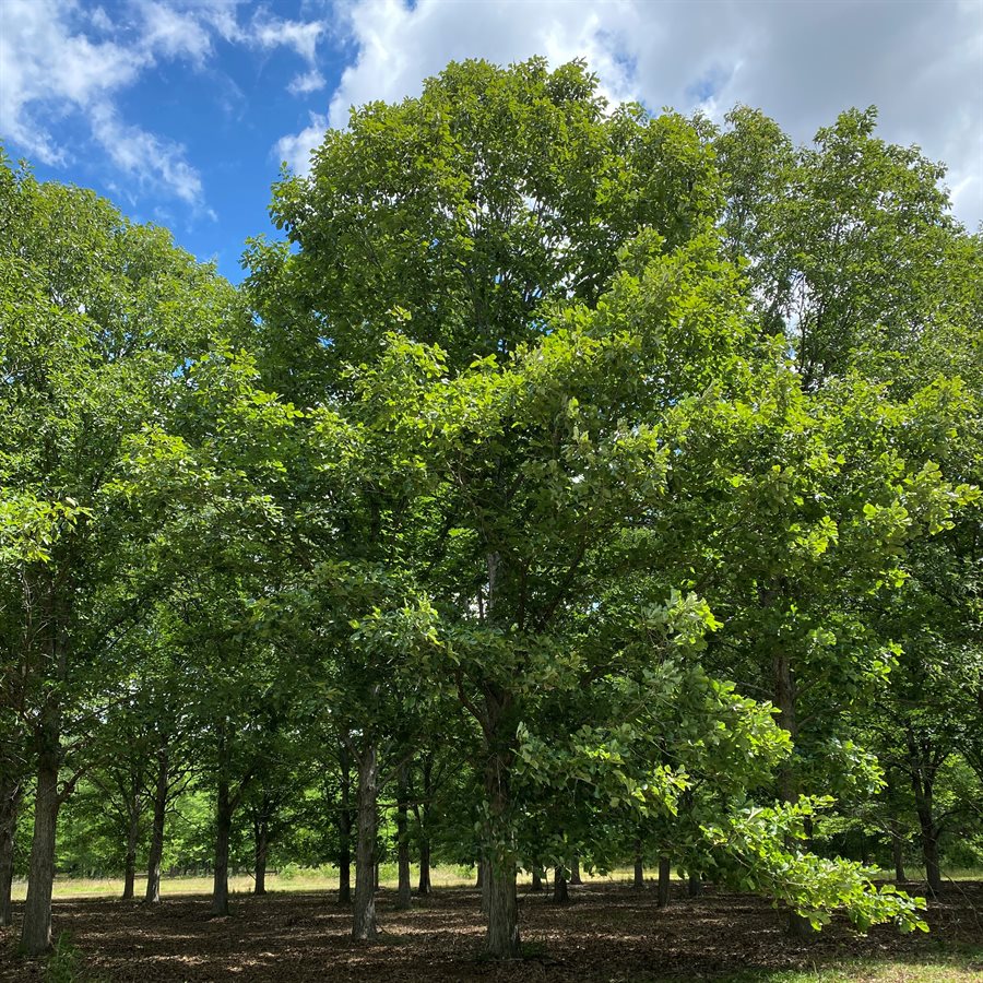 Chestnut Oak Seedlings - Clearance - TN Nursery