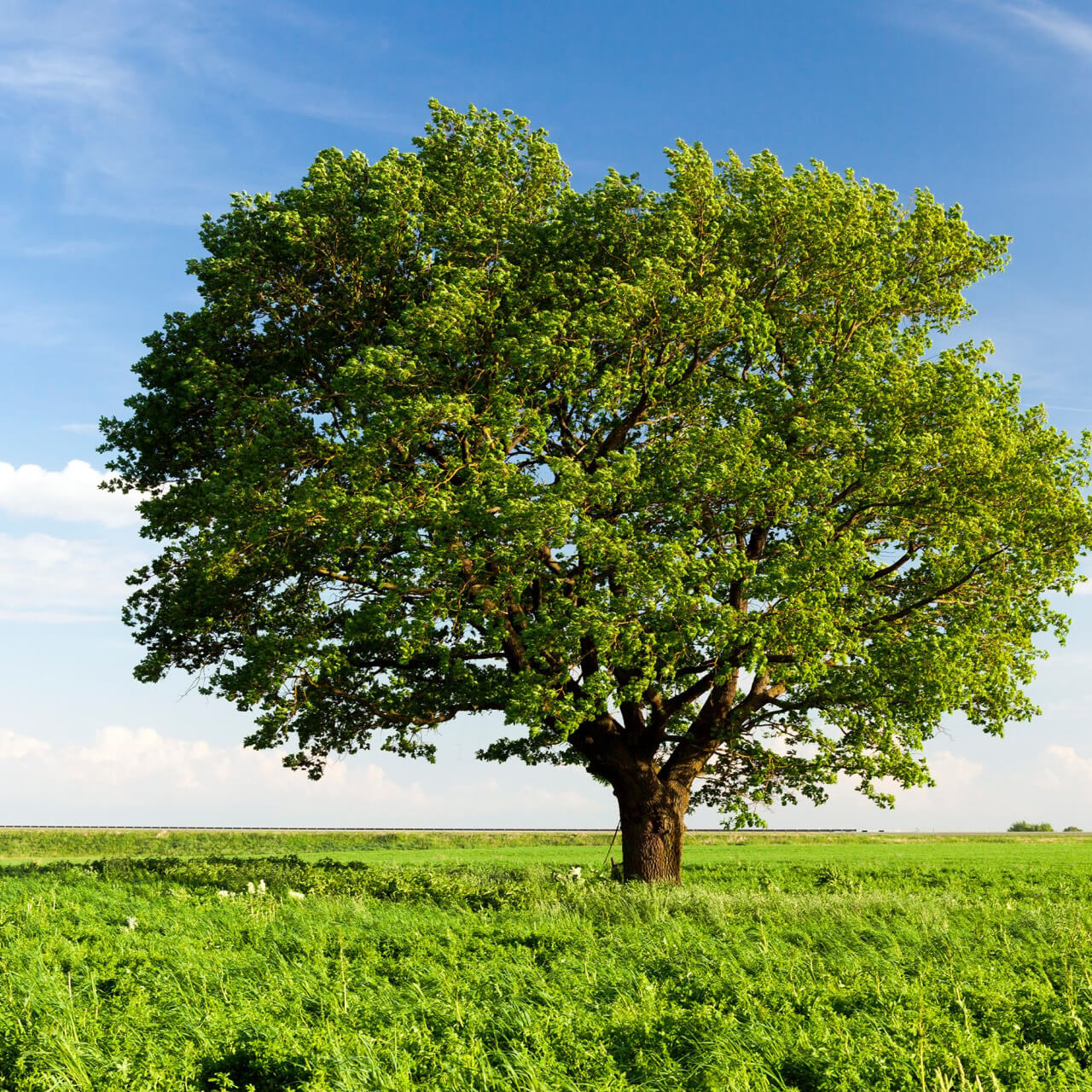 Chestnut Oak Tree - TN Nursery