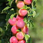 Close-up of pink plums on a tree branch with green leaves.