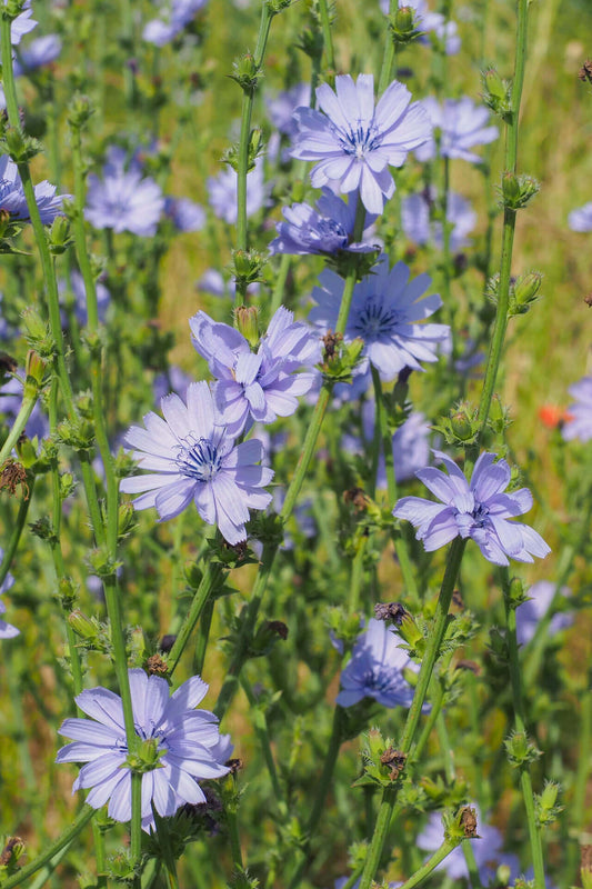 Chicory Plant - TN Nursery