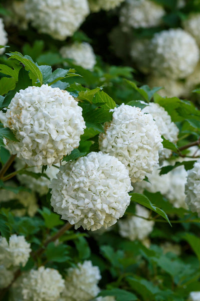 Chinese Snowball Bush