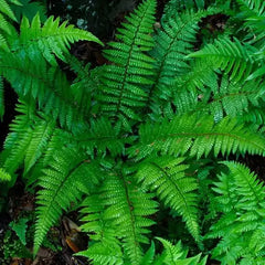 Christmas Ferns is an evergreen native shade thriving fern.
