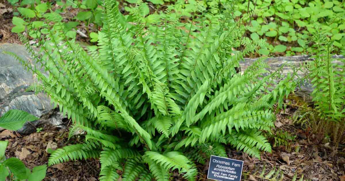 Christmas Fern - TN Nursery