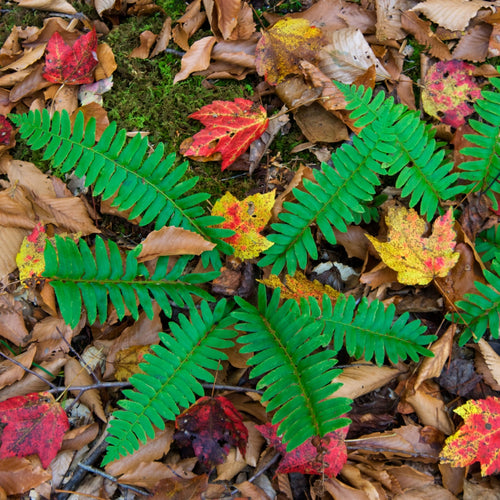 Christmas Fern