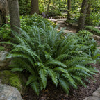 Christmas Fern