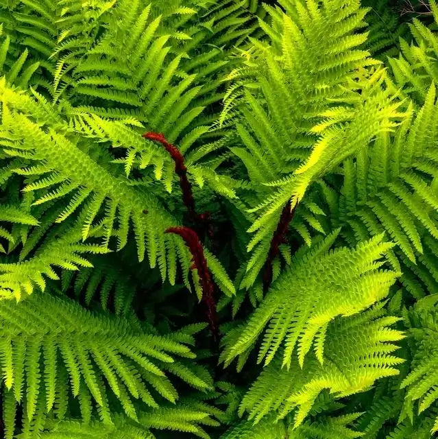 Cinnamon Fern - TN Nursery