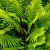 Cinnamon Fern