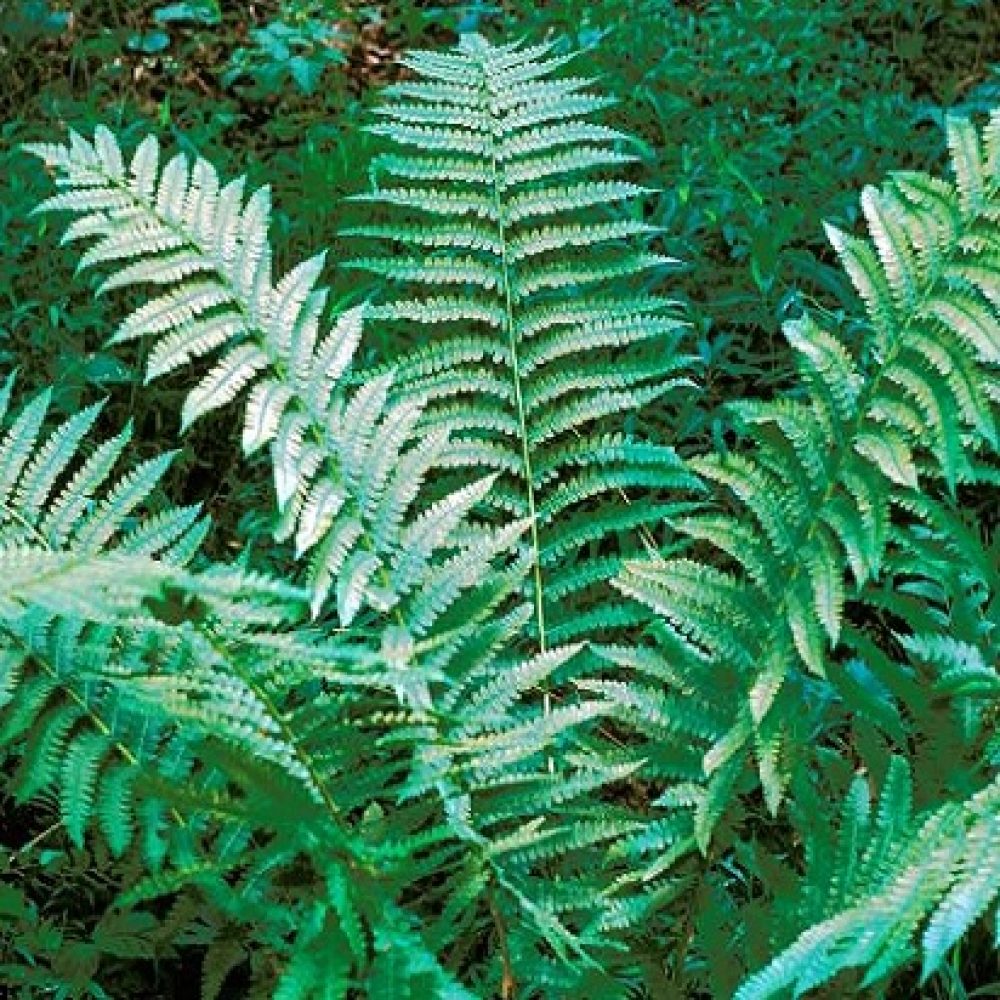 Cinnamon Fern - TN Nursery