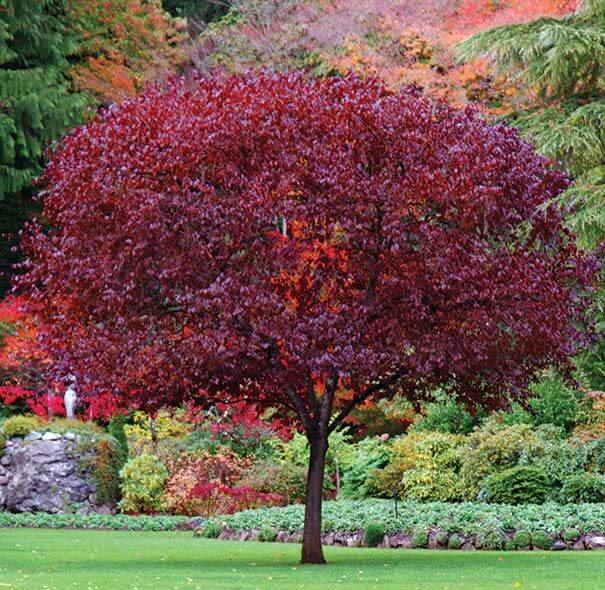 Cistena Plum - TN Nursery