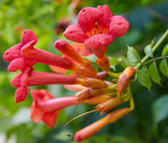 Flowering shrub for a butterfly garden