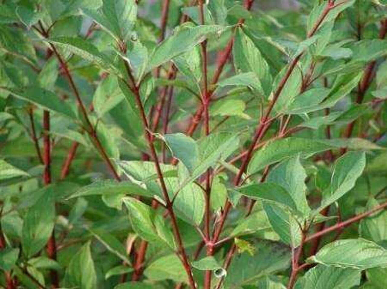 Coral Red Dogwood - TN Nursery