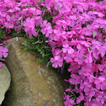 Creeping Phlox - TN Nursery