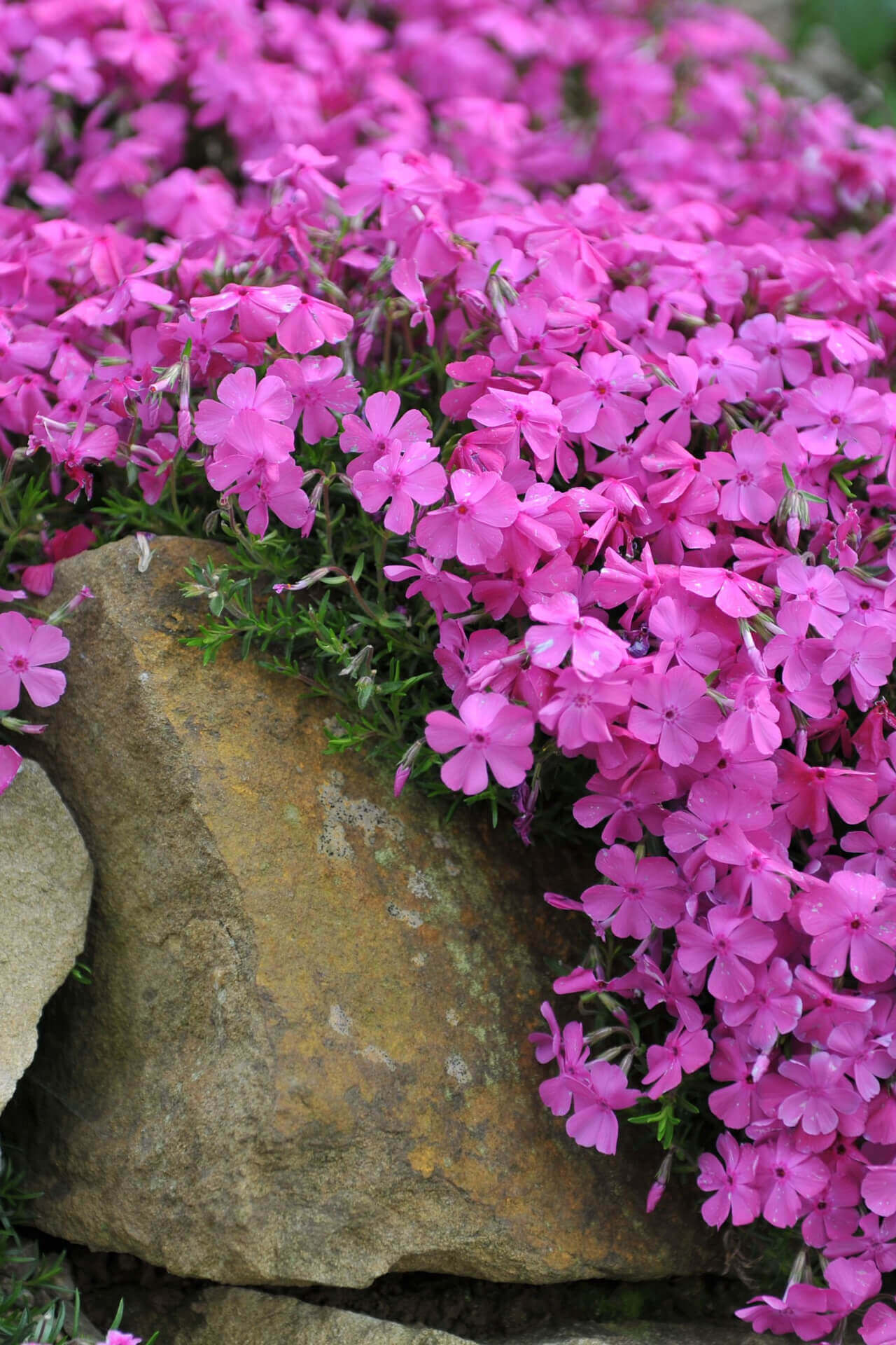 Creeping Phlox - TN Nursery