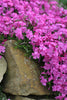 Creeping Phlox