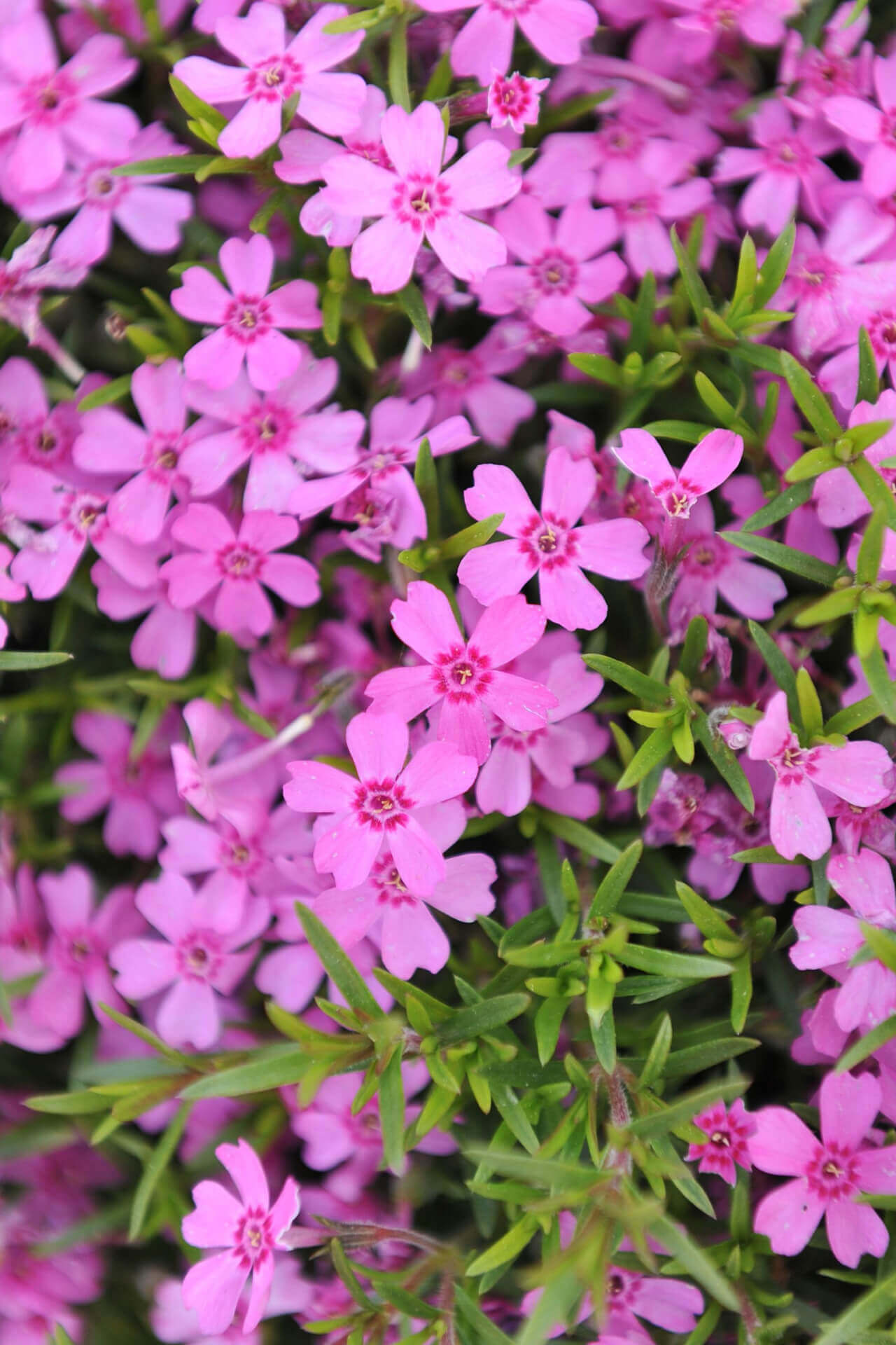 Creeping Phlox - TN Nursery