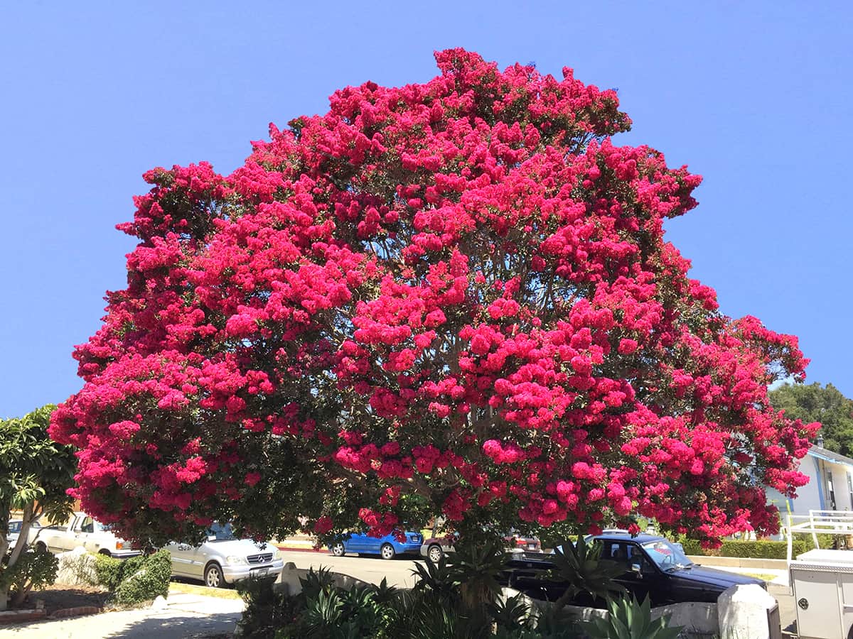 Red Rooster Crepe Myrtle - TN Nursery