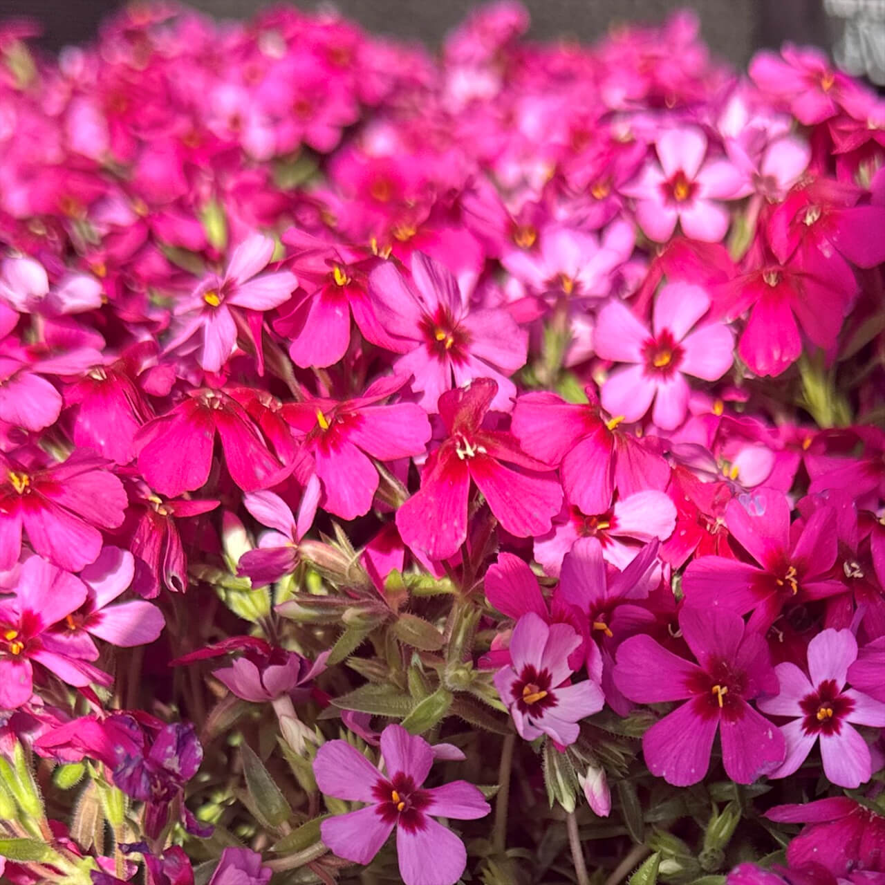 Pink Creeping Phlox- TN Nursery