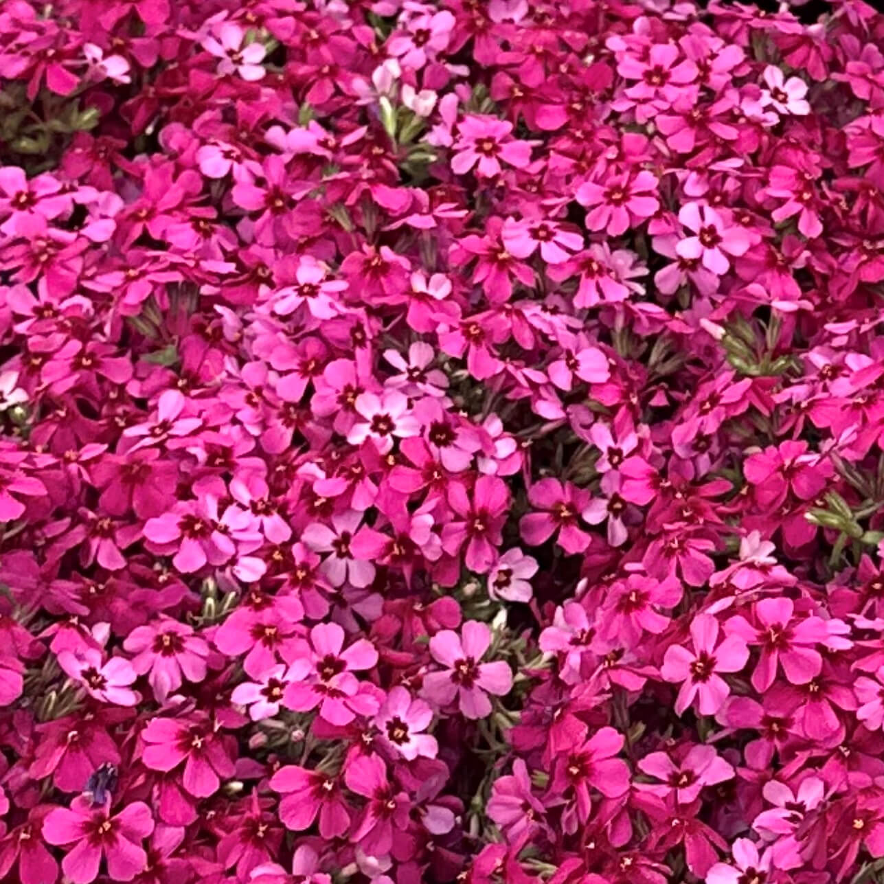 Creeping Phlox- TN Nursery