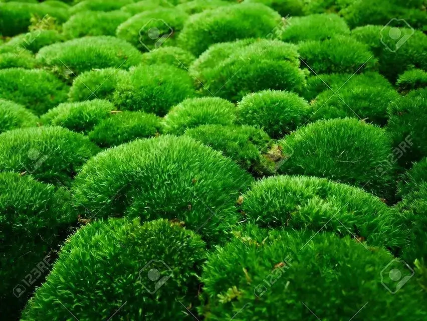 Cushion Moss - TN Nursery