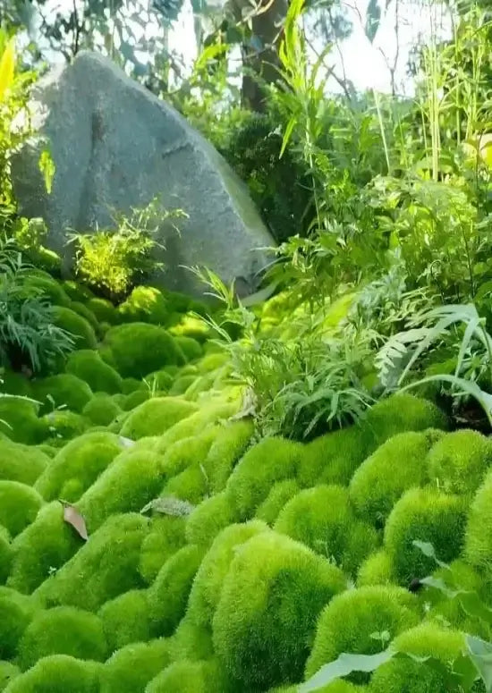 Vibrant cushion moss blankets ground in fluffy tufts around gray rock