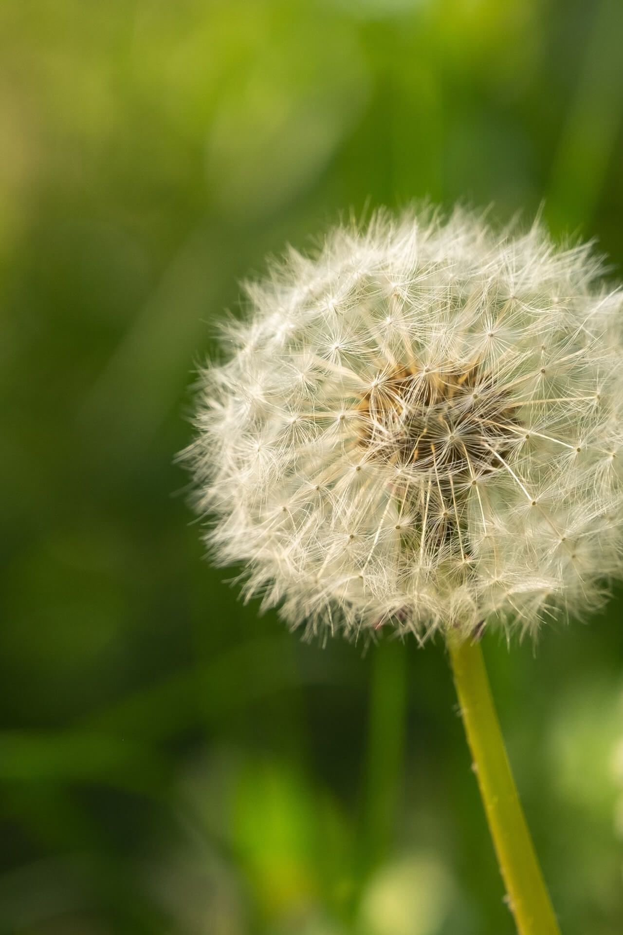 Dandelion Plant - TN Nursery