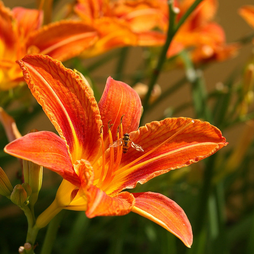 Daylily Rainbow Collection