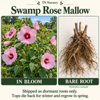 Rose Mallow Plant