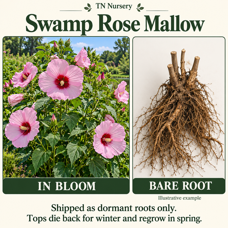 Rose Mallow Plant