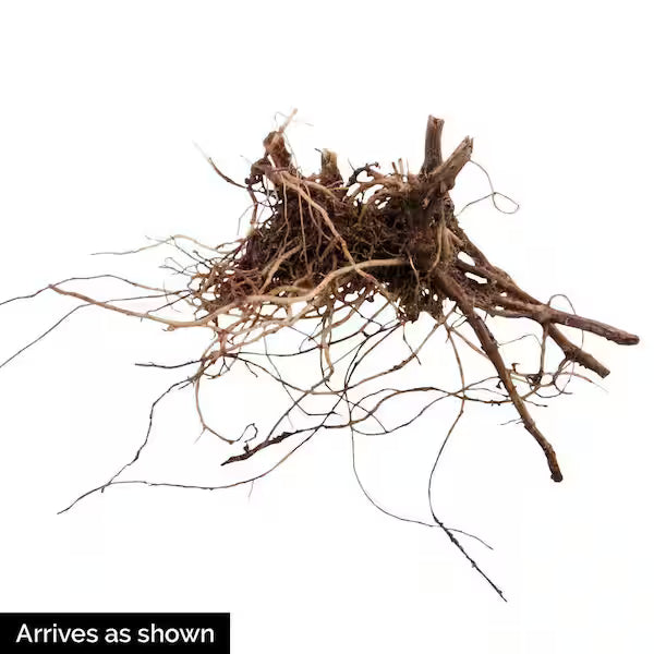 Roots on a white background with text 'Arrives as shown'.