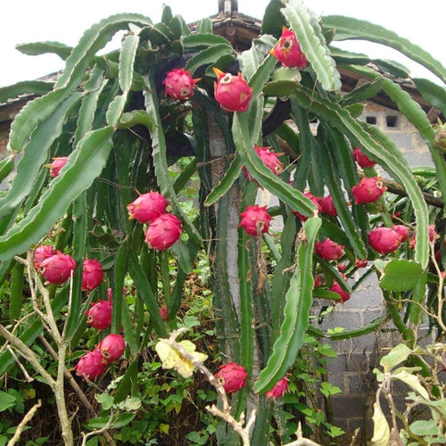 Dragon Fruit Plant (Ships Now) ( Buy 1 Get 1)