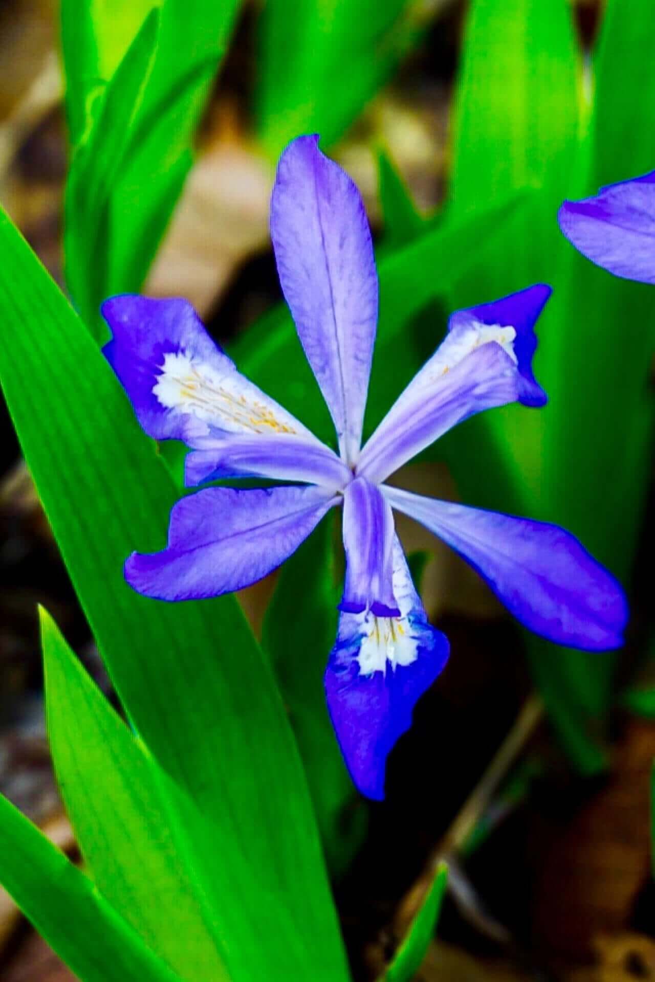 Vibrant dwarf crested iris flower with white yellow center markings and green leaves