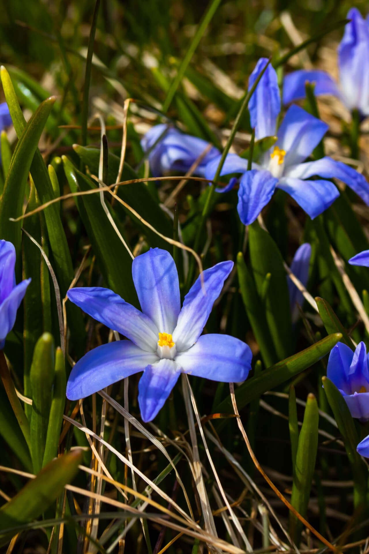 Dwarf Crested Iris - TN Nursery