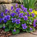 Violet Plant