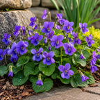 Violet Plant