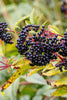 Elderberry