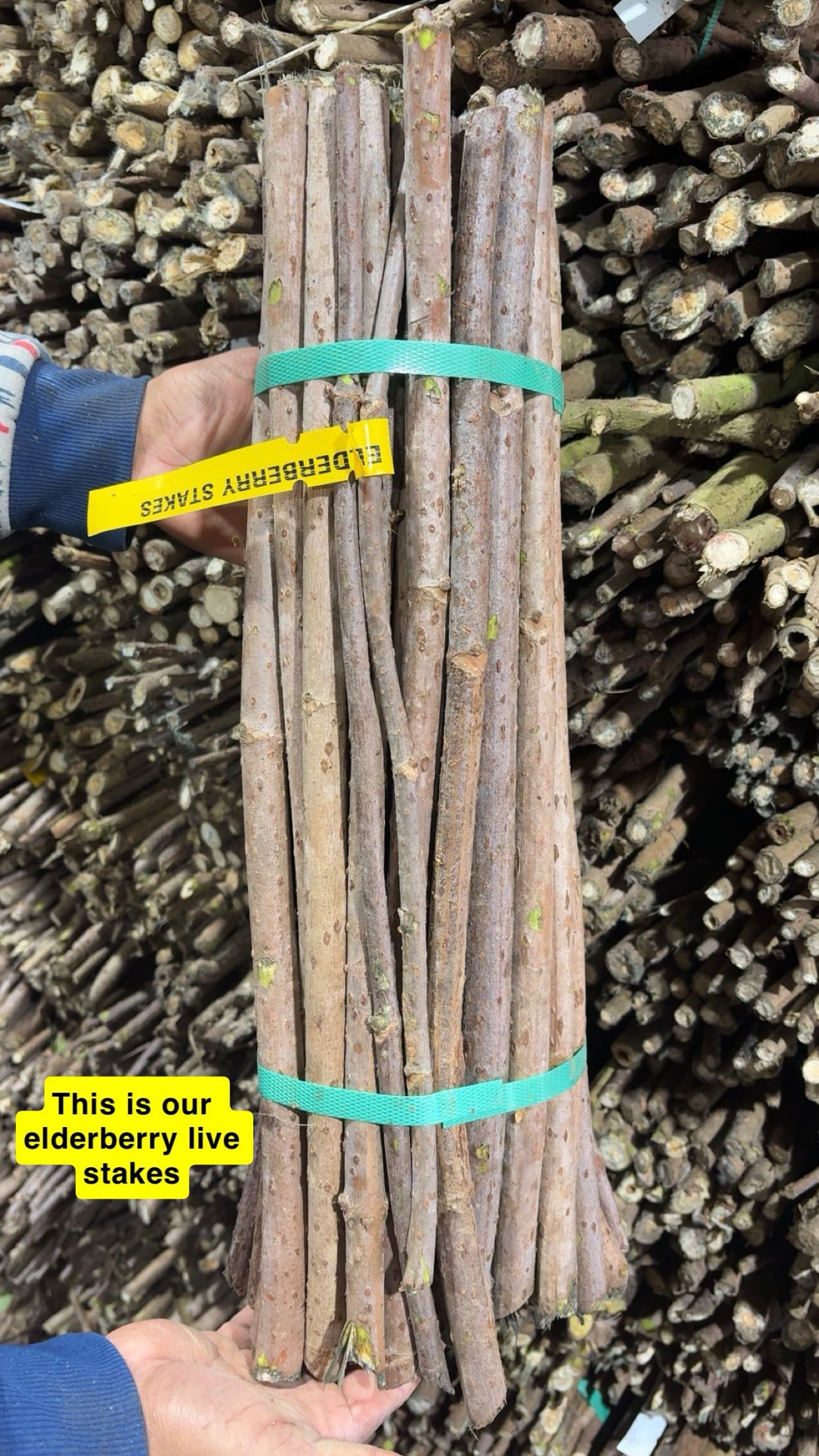 Bundle of brown natural elderberry live stakes tied with green straps