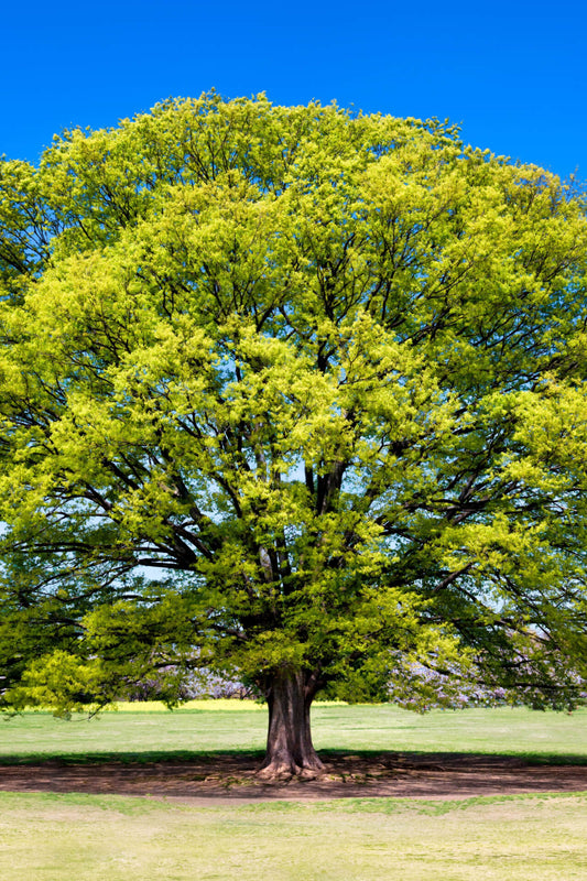 Elm Tree - TN Nursery