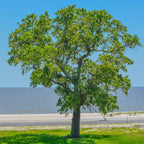 Elm Tree