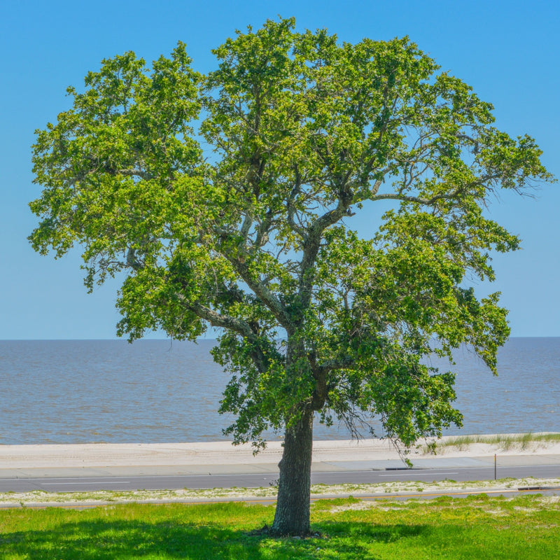 Elm Tree
