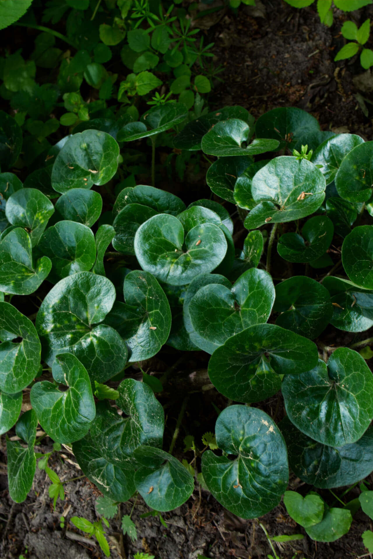 European Ginger - TN Nursery