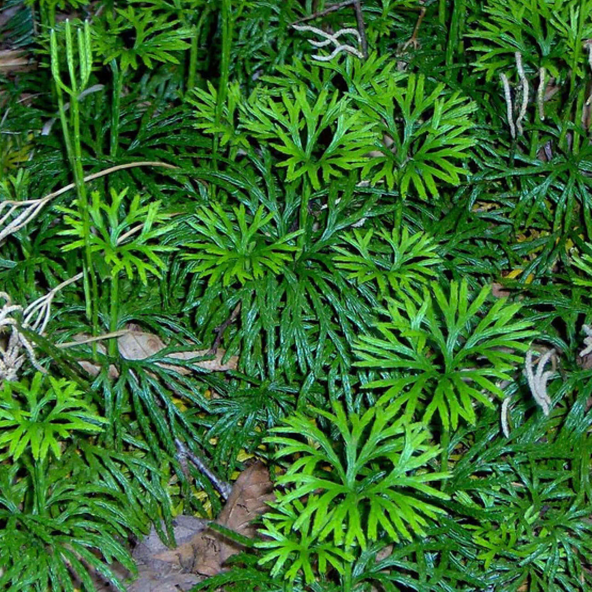 Vibrant green, feathery fronds of a lush groundcover plant.