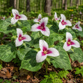 Painted Trillium Plant