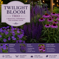 Twilight Bloom Trio - TN Nursery